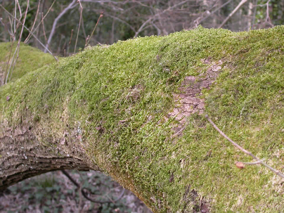 Image of a very mossy tree