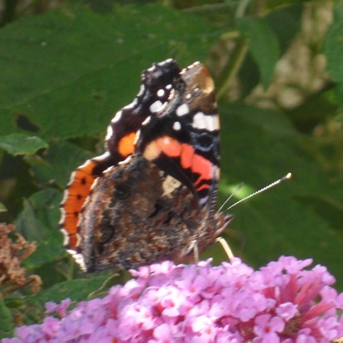 A Red Admiral butterfly