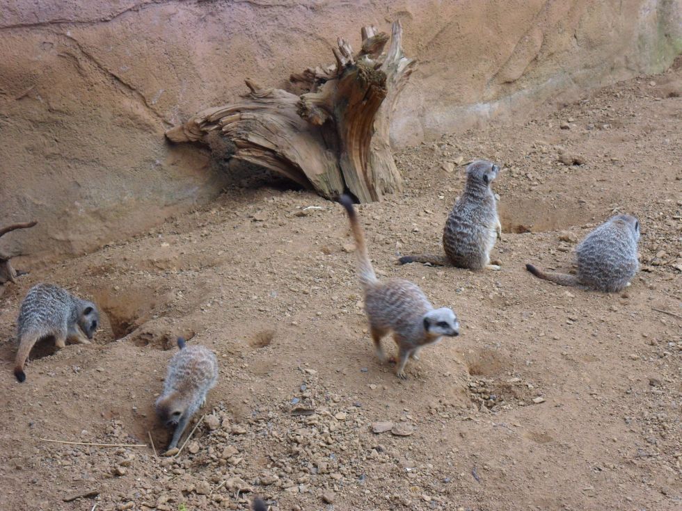 Meerkats at Chester Zoo